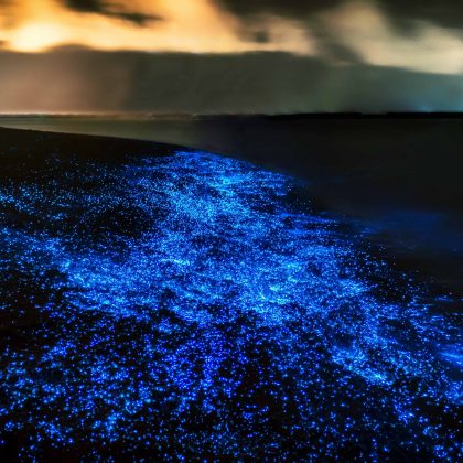 bioluminescent phytoplankton in Thailand