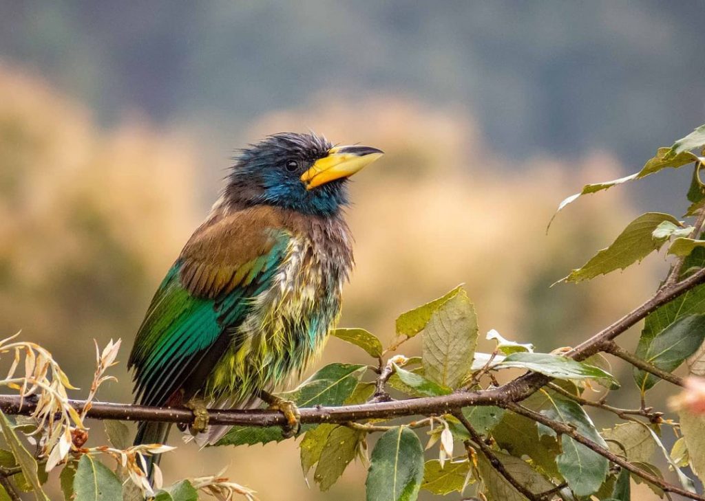 Best Places for Bird Watching in India